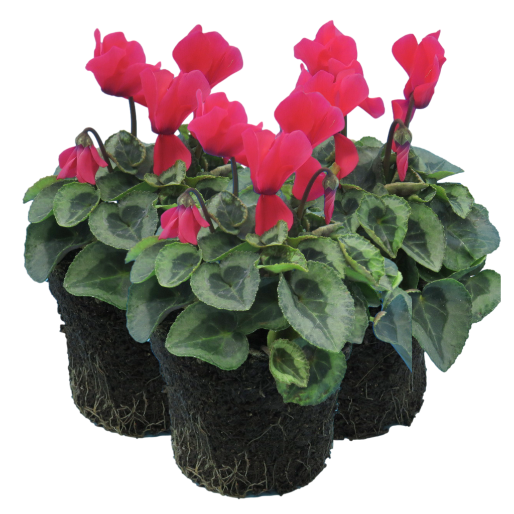 Cyclamen ‘Metis Decora Salmon’ — Tender Pot Plant (perennial in mild climates), 10.5cm Pot (Set of 3 or 6)
