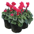 Cyclamen ‘Metis Decora Salmon’ — Tender Pot Plant (perennial in mild climates), 10.5cm Pot (Set of 3 or 6)