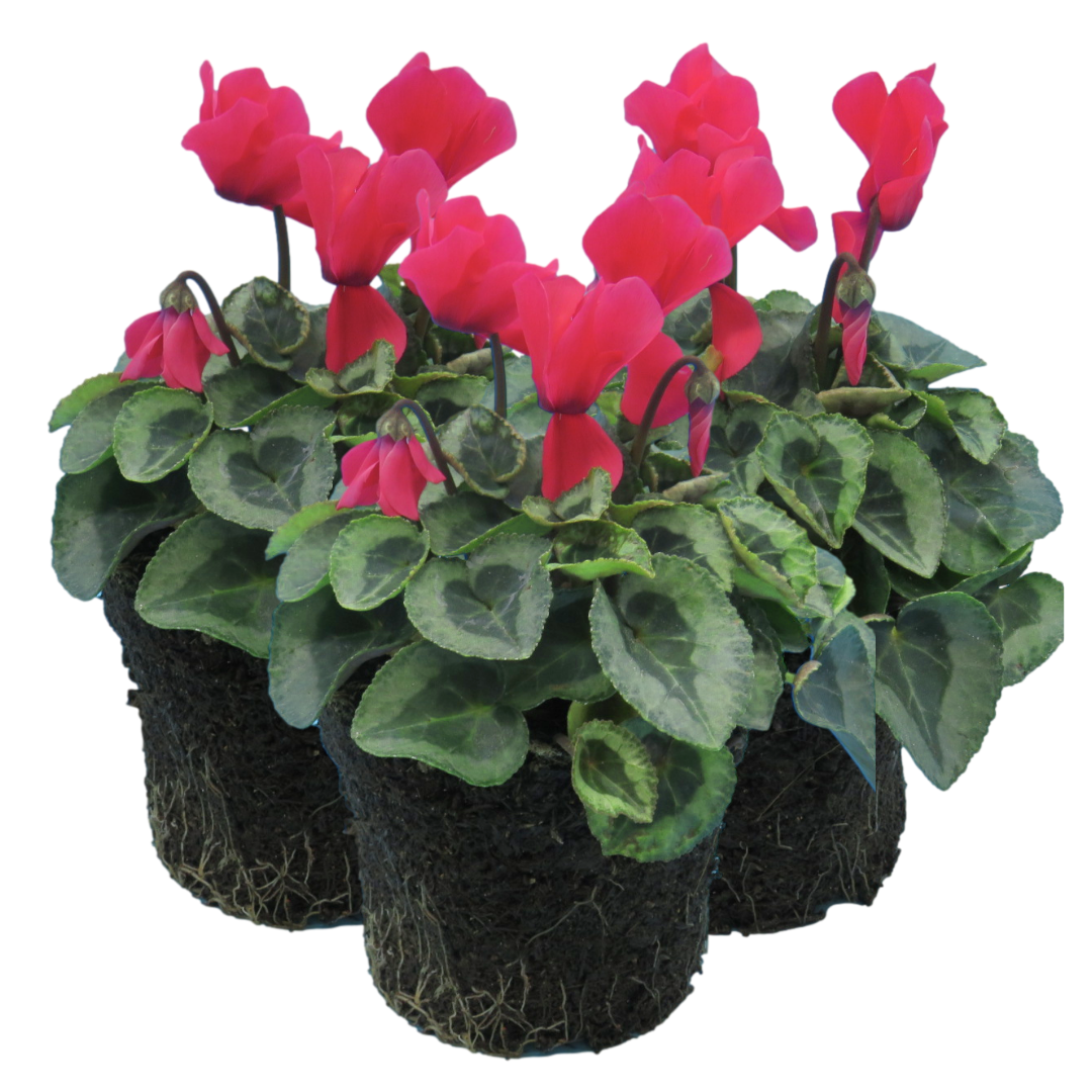 Cyclamen ‘Metis Decora Salmon’ — Tender Pot Plant (perennial in mild climates), 10.5cm Pot (Set of 3 or 6)