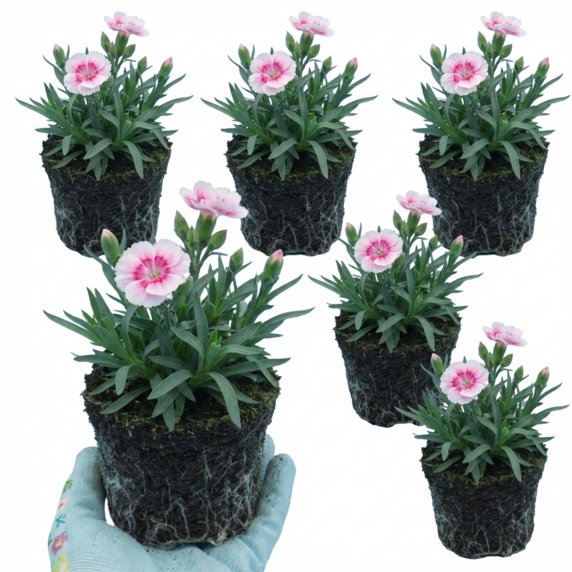 Dianthus ‘Oscar Pink Heart’ — Hardy Perennial, Bee-Friendly, 10.5cm Pot (Set of 3 or 6)