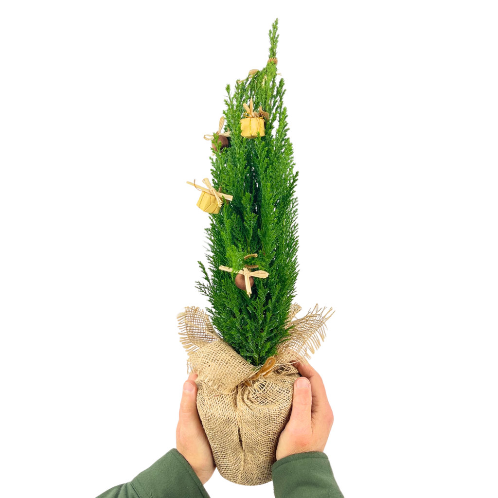 Mini Christmas Tree in Jute Sack with Baubles — Festive Live Conifer, 1L Pot