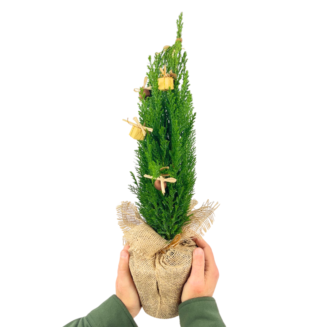 Mini Christmas Tree in Jute Sack with Baubles — Festive Live Conifer, 1L Pot