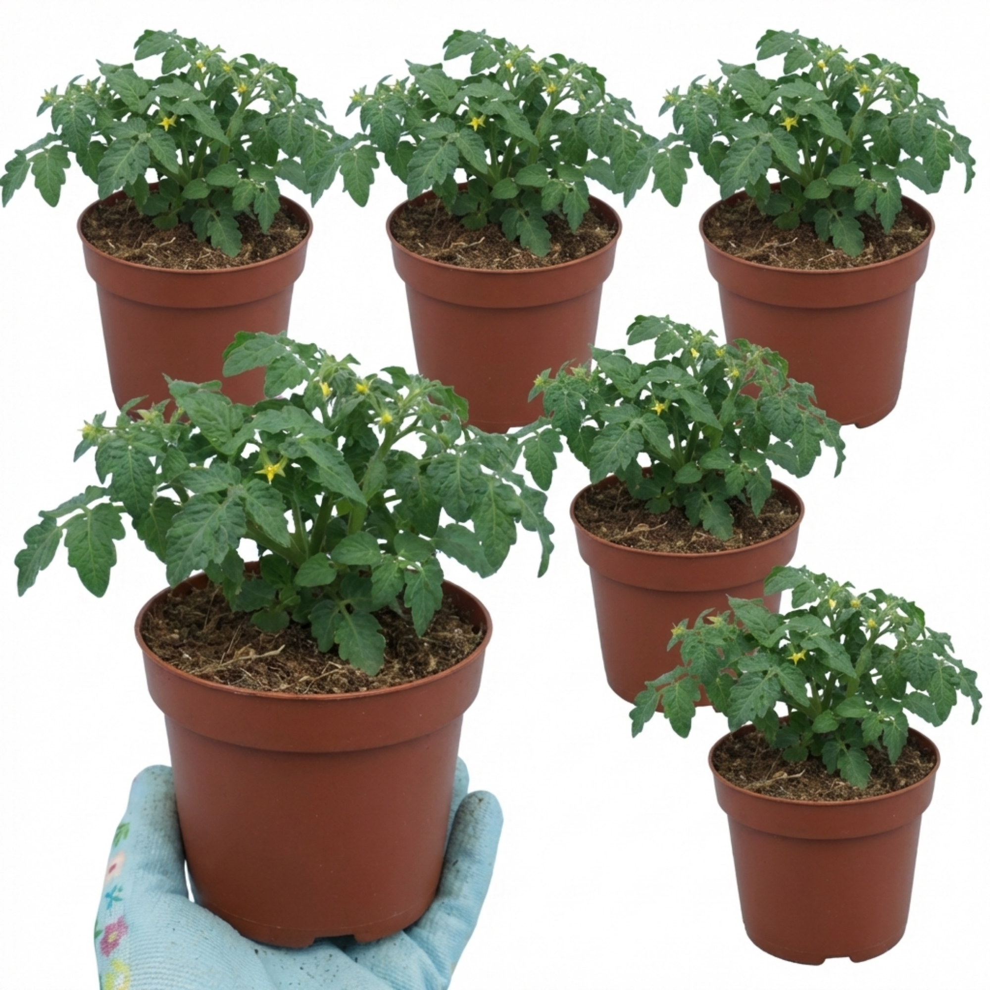 Tomato ‘Tumbling Tom’ — Fruit Plant / Tender Annual, 10.5cm Pot (Set of 3 or 6)
