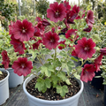 Lavatera ‘Burgundy Wine’ — Hardy Semi-evergreen Perennial Shrub, Bee-Friendly, 2L Pot