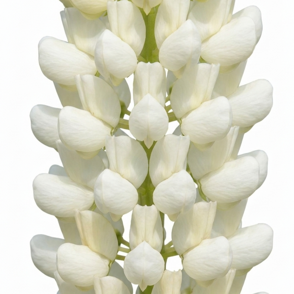 Lupin ‘Legendary White Shades’ — Herbaceous Perennial, Bee-Friendly, 3L Pot