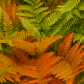 Copper ‘Shield’ — Hardy Perennial, 2L Pot
